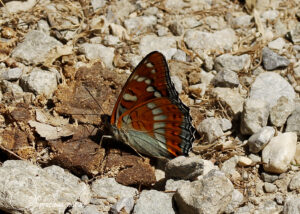 Grote ijsvogelvlinder - 2025