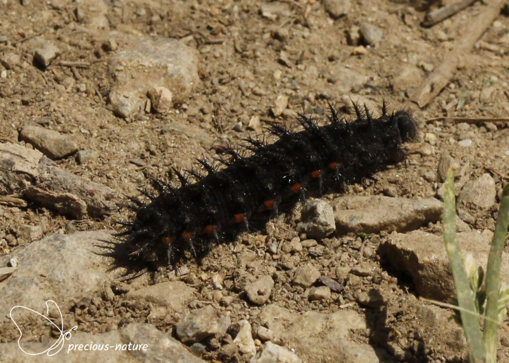 Dark Green Fritillary (caterpillar) - 2025