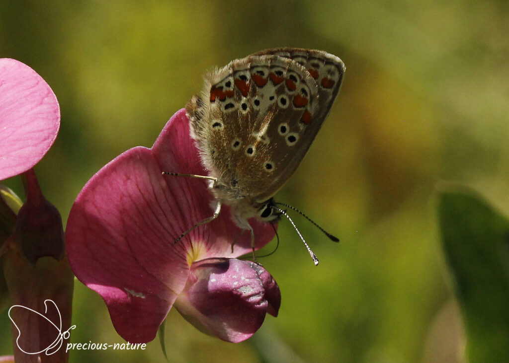 Brown Argus - 2025