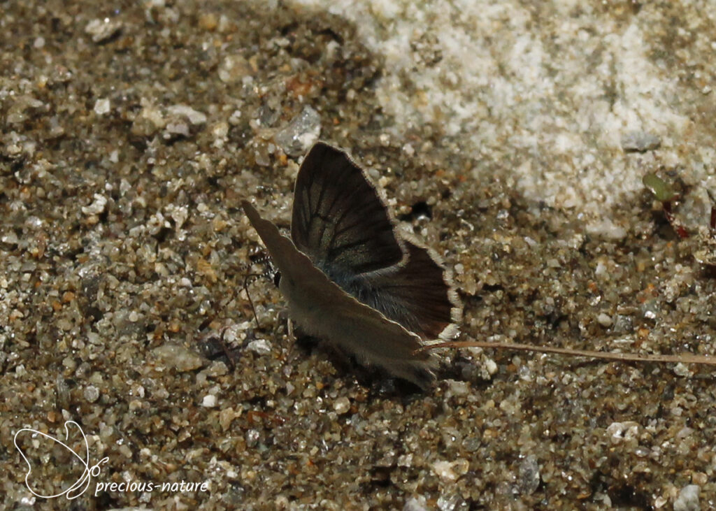 Silvery Argus - 2025