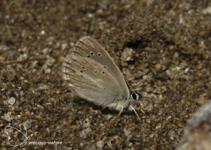 Zilverbruin blauwtje - 2025