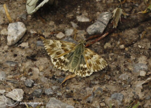 Andoorndikkopje - 2025