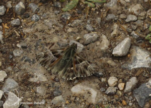 Pluimdikkopje - 2025