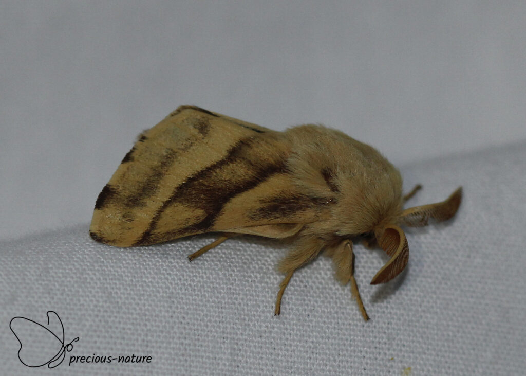 Heideringelrups - 2025