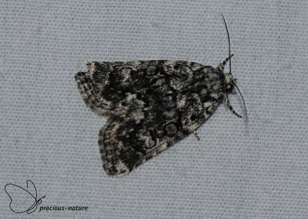 Bryophila galathea - 2025