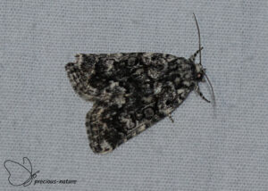 Bryophila galathea - 2025