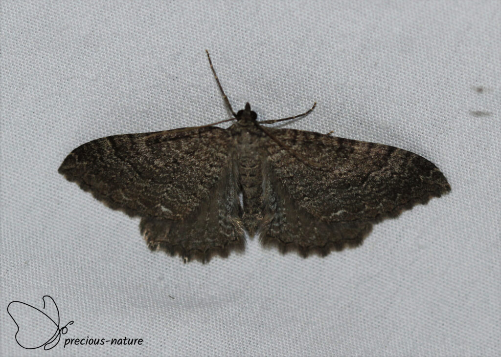 Selidosema taenislaria - 2025