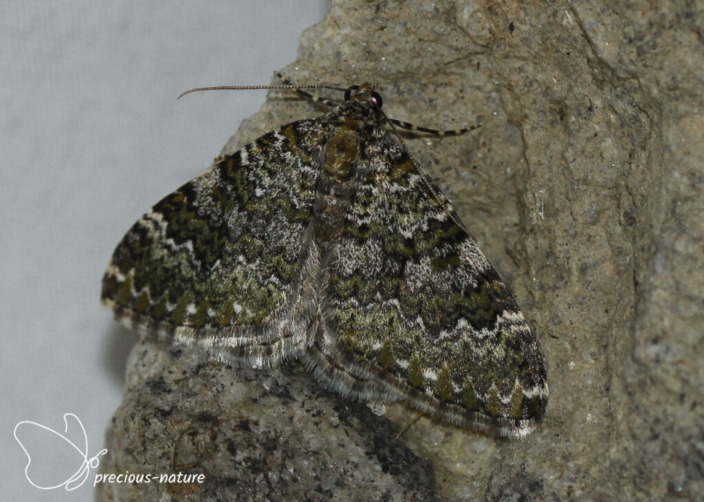 Dorset Cream Wave - 2025