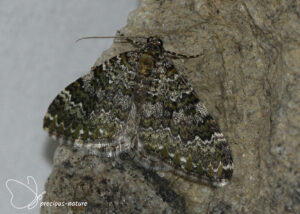 Bruine bergspanner - 2025