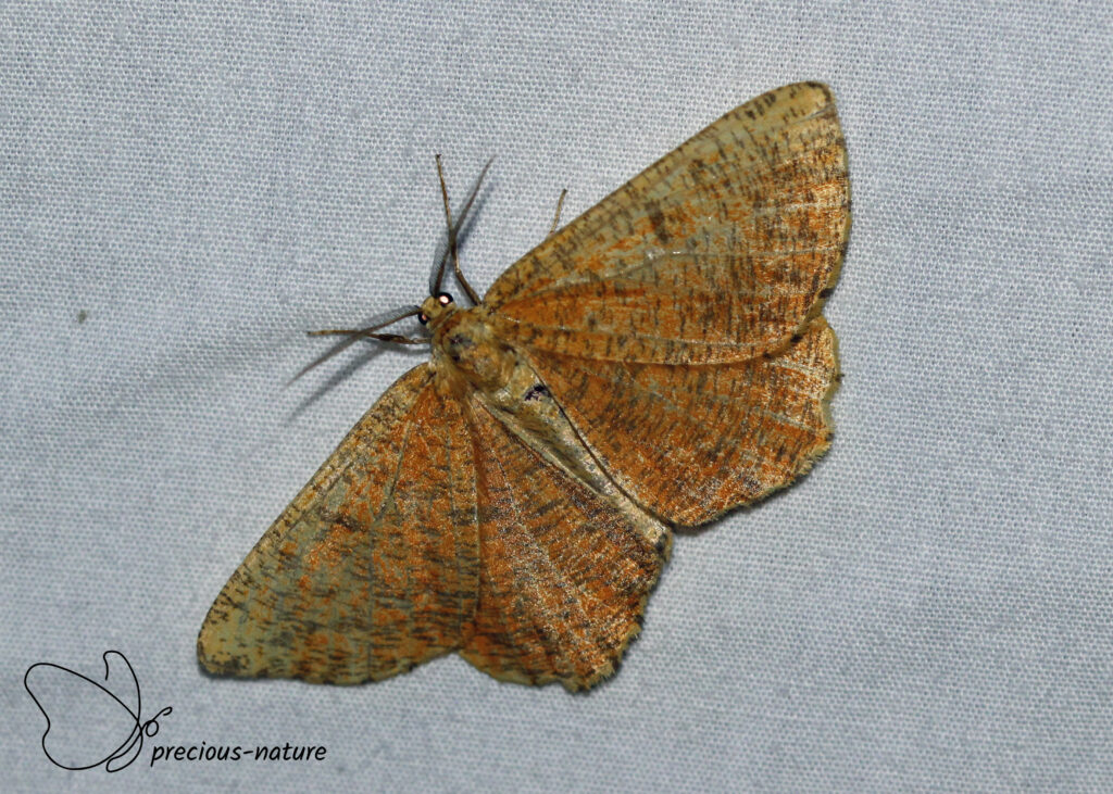 Oranje iepentakvlinder - 2025