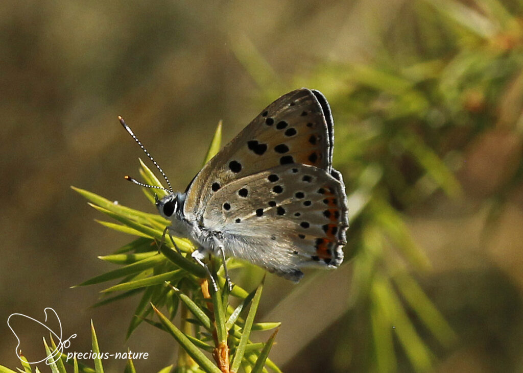Purple-shot Copper - 2025
