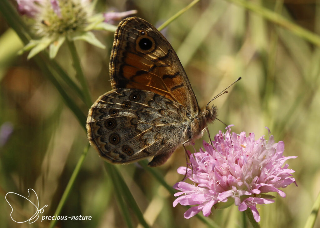 Wall Brown - 2025
