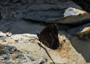 Grote saterzandoog - 2025