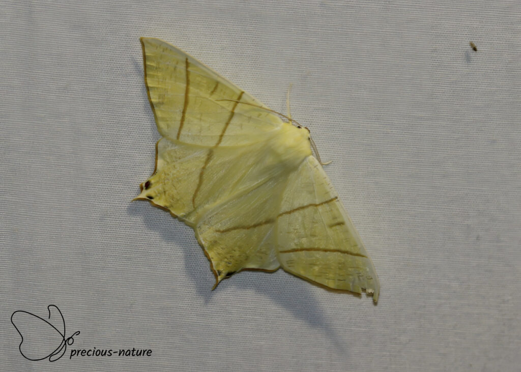 Swallow-tailed Moth - 2025