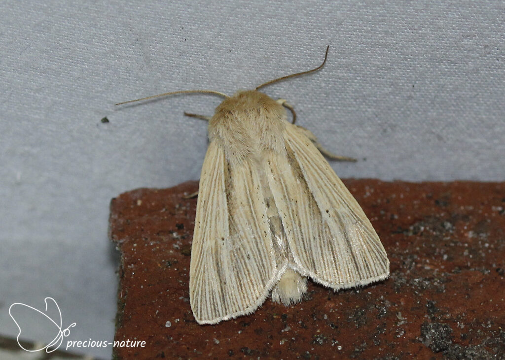 Smoky Wainscot - 2025