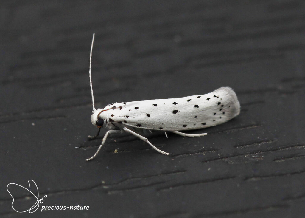 Orchard Ermine - 2025