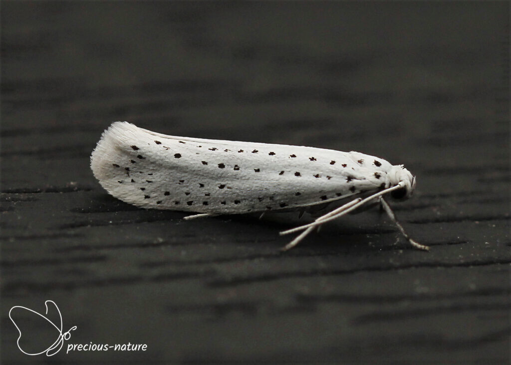 Bird-cherry Ermine - 2025