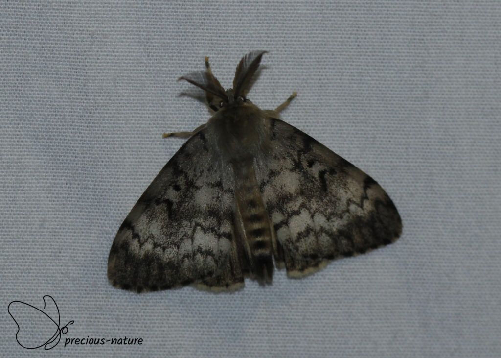 Gypsy Moth - 2025