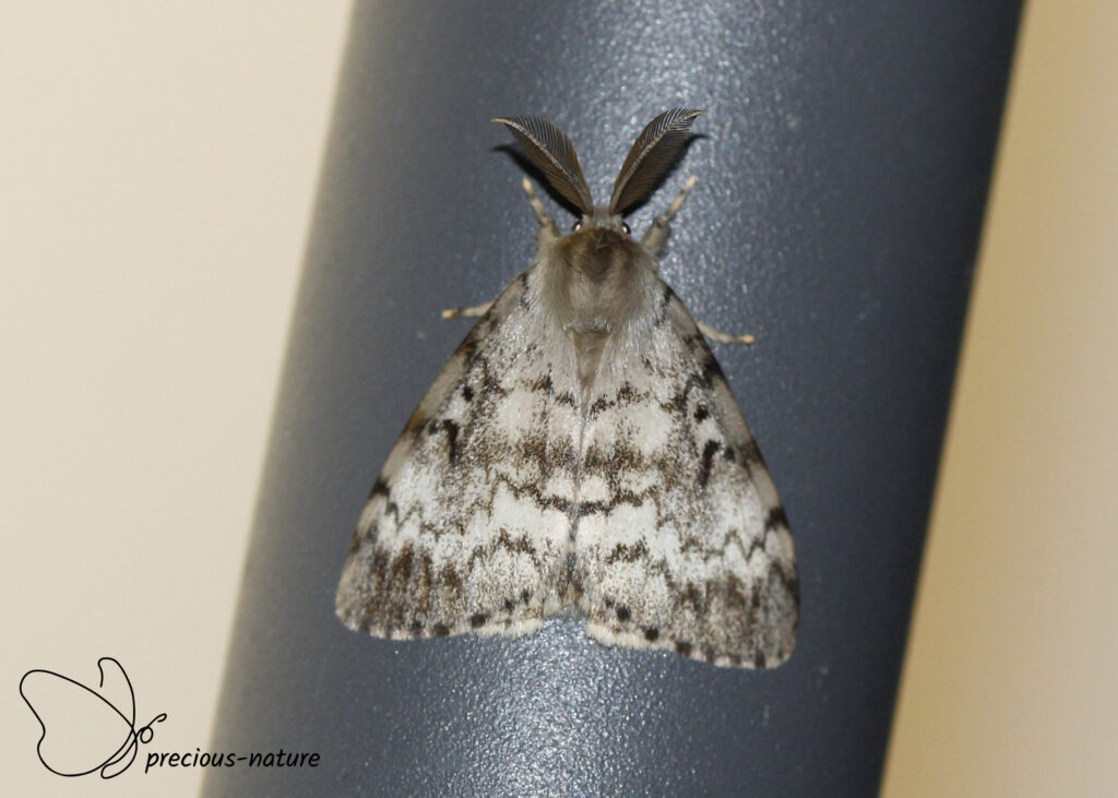 Gypsy Moth - 2025