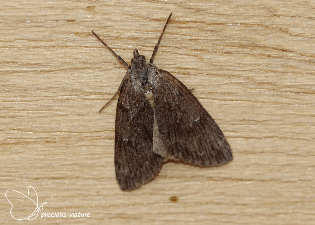 Grijze heispanner - 2025