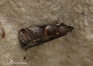 Roodstreepmutsjeslichtmot - 2025