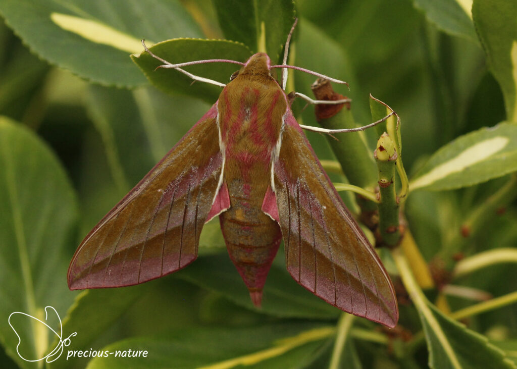 Elephant Hawk-moth - 2025