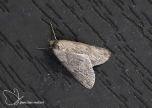 Grijze heispanner - 2025