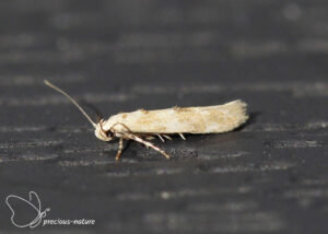 Gewone wilgenroosjesmot - 2025