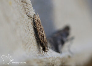 Zwarte haakpalpmot - 2025