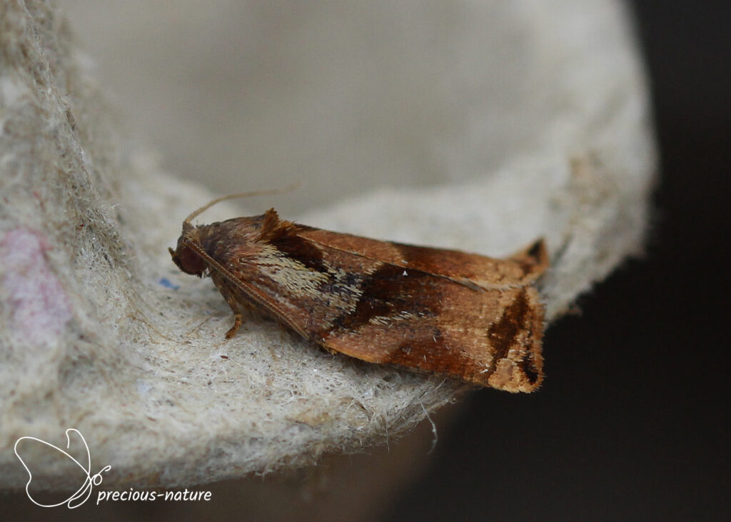 Large Fruit-tree Tortrix - 2025
