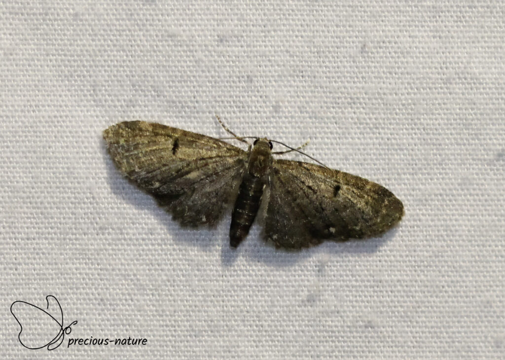 White-spotted Pug - 2025