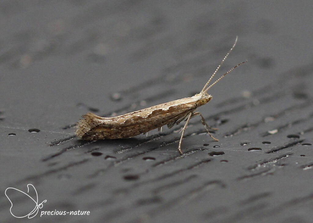 Diamondback Moth - 2025