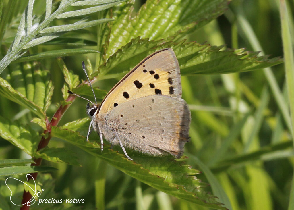 Small Copper - 2025