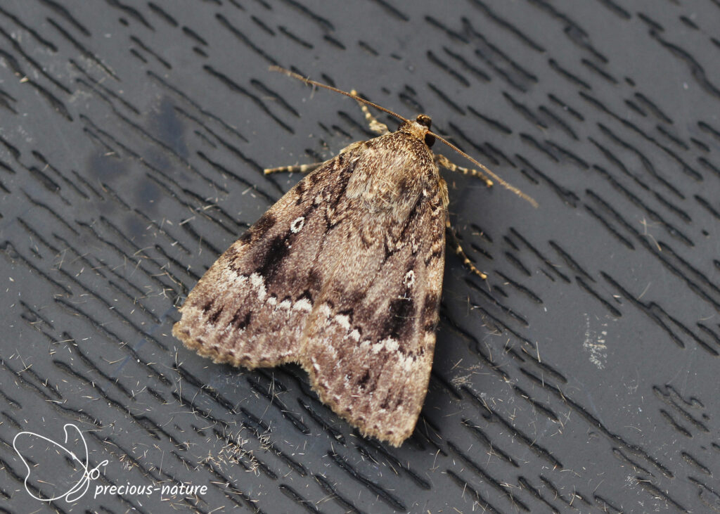 Copper Underwing - 2025