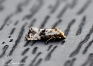 Gewoon smalsnuitje - 2025