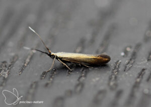 Lichte metaalkokermot - 2025