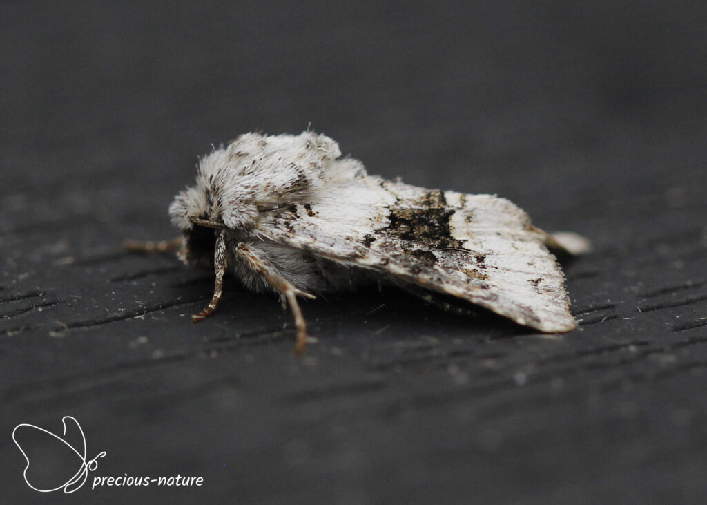 Broad-barred White - 2025