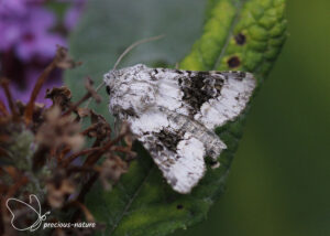 Tweekleurige uil - 2025