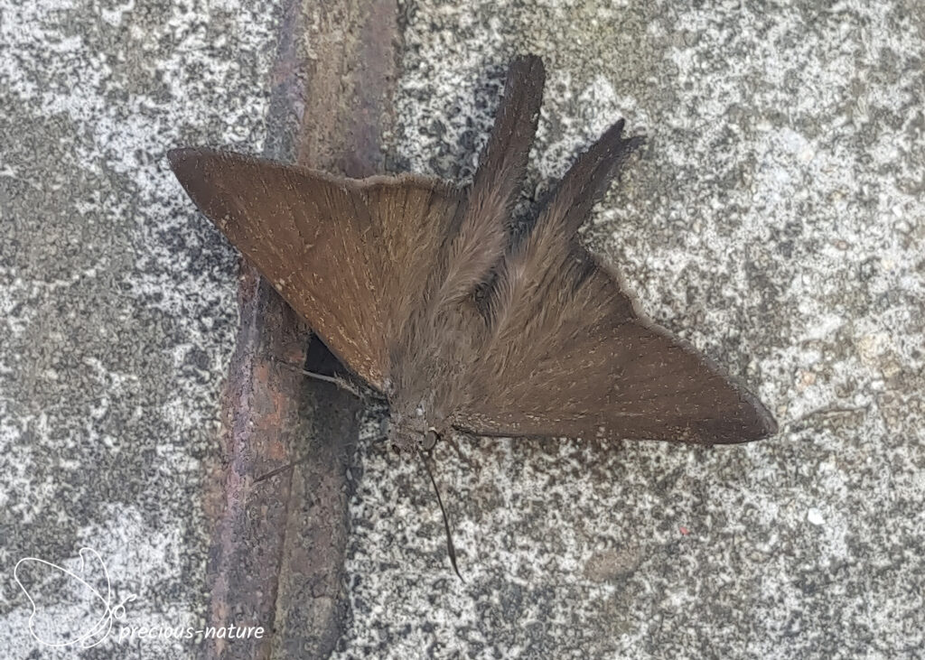 Gewone langstaart - 2017