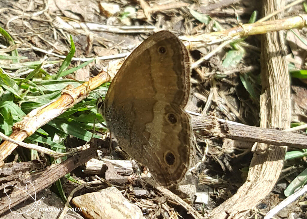 Graphita griphe - 2017