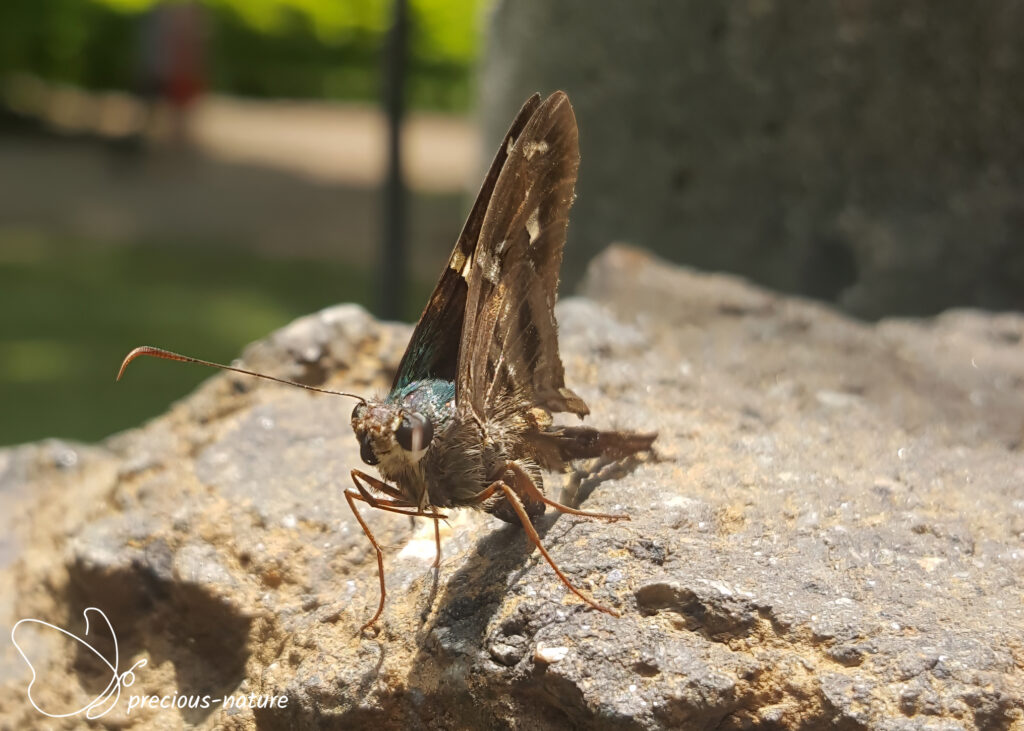 Langstaartdikkopje - 2017