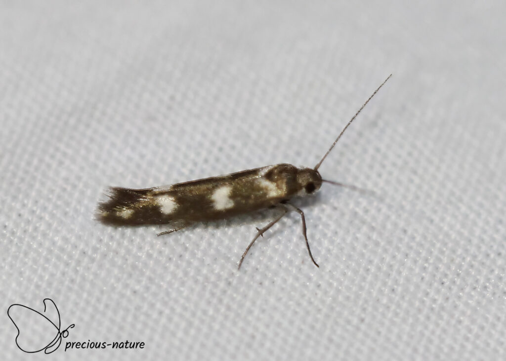 Scythris scopolella - 2025