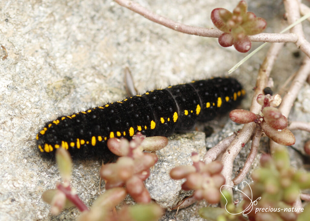 Apollo (caterpillar)