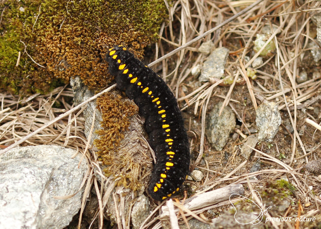 Apollo (caterpillar)