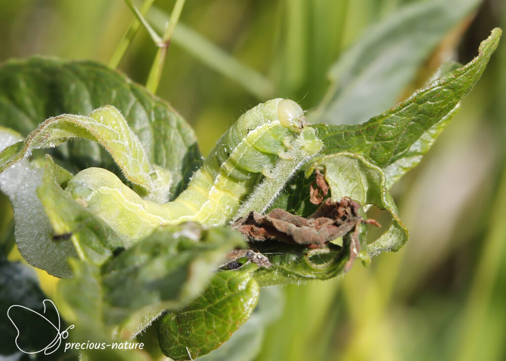 Nunvlinder (rups) - 2020