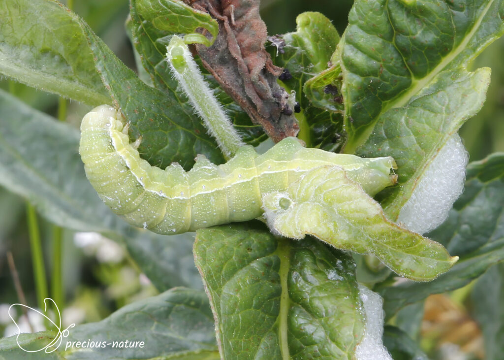 Nunvlinder (rups) - 2020