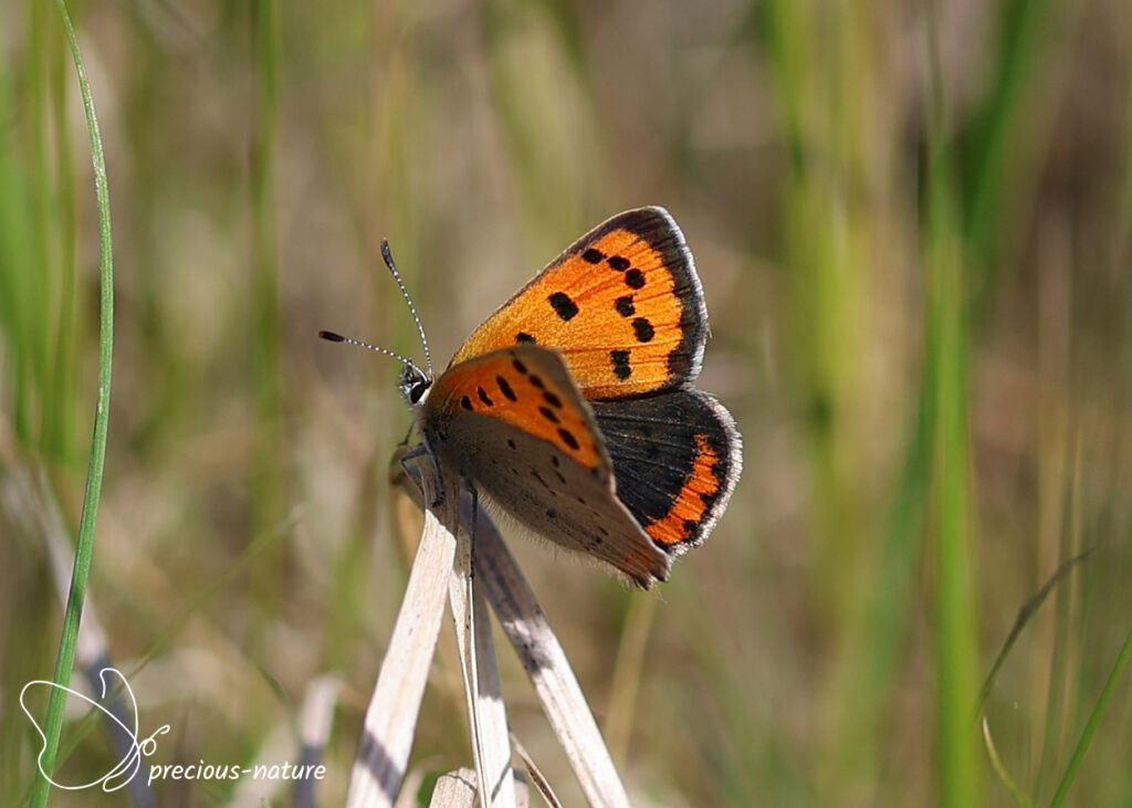 Small Copper - 2026