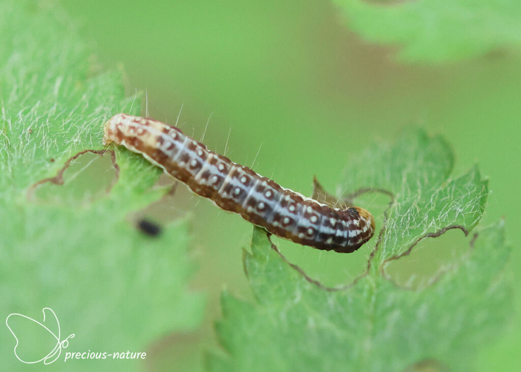 Winter Shade (caterpillar) - 2026