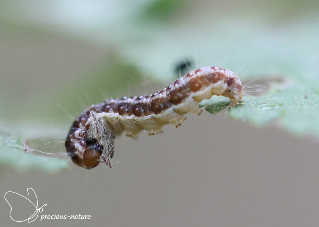 Winter Shade (caterpillar) - 2026