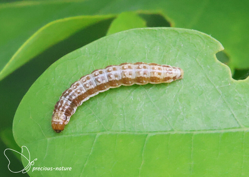 Winter Shade (caterpillar) - 2026